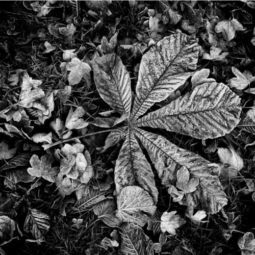 192. FRINGE: Every Leaf Tells A Story